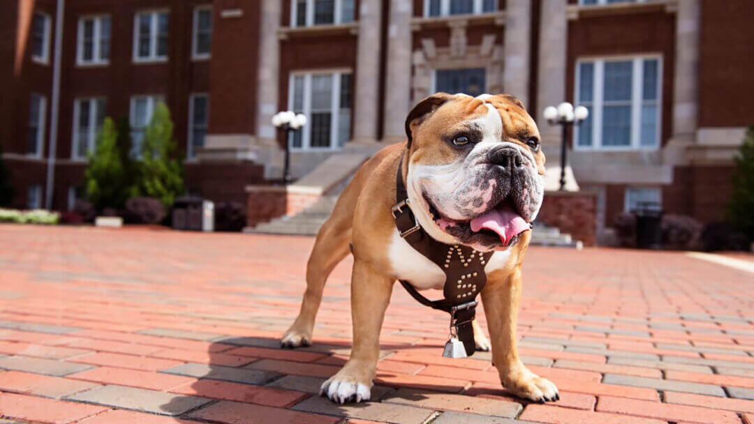 Mississippi State University Mascot Bully Standing on Campus
